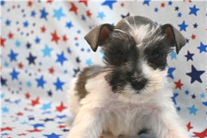Colby - Schnauzer, Miniature for sale