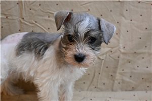 Morgan - Schnauzer, Miniature for sale