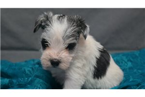 Nick - puppy for sale