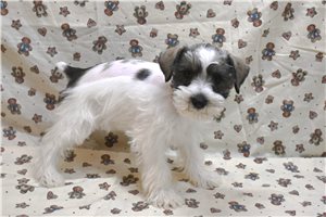 Cadence - Schnauzer, Miniature for sale