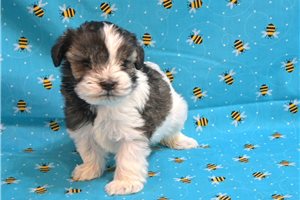 Sue - puppy for sale