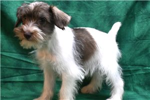 Chuckles - Miniature Schnauzer for sale