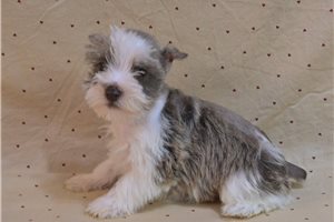 Valerie - puppy for sale