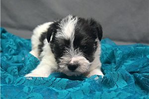 Normand - Schnauzer, Miniature for sale