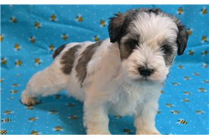 Bob - Miniature Schnauzer for sale