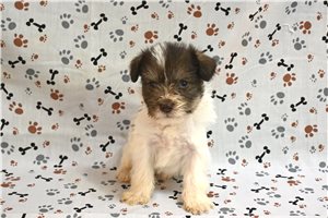 Chuckles - Schnauzer, Miniature for sale