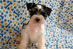 Murray - Schnauzer, Miniature for sale