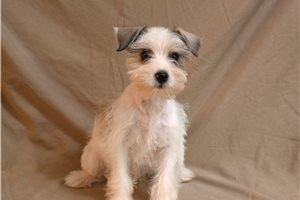 Minnie - Miniature Schnauzer for sale