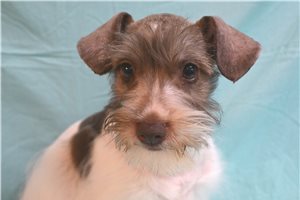 Chuckles - Miniature Schnauzer for sale