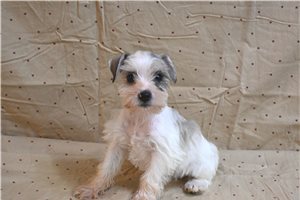 Minnie - Schnauzer, Miniature for sale