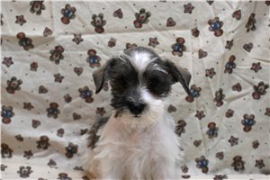 Colby - Miniature Schnauzer for sale