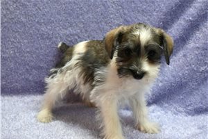 Colby - Schnauzer, Miniature for sale