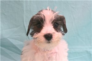 Crystal - Miniature Schnauzer for sale