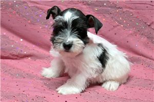 Normand - Schnauzer, Miniature for sale