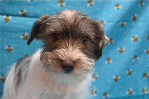 Chuckles - puppy for sale