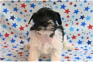 Tom - Schnauzer, Miniature for sale