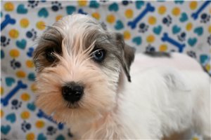 Maxwell - Schnauzer, Miniature for sale