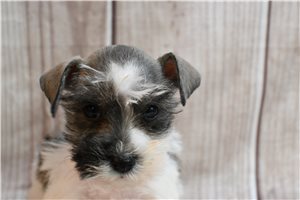 Colby - Schnauzer, Miniature for sale