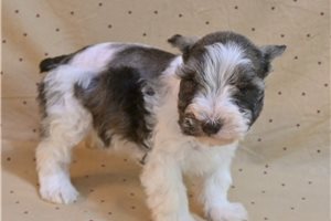 Vivian - Schnauzer, Miniature for sale