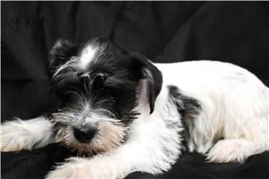 Normand - Schnauzer, Miniature for sale