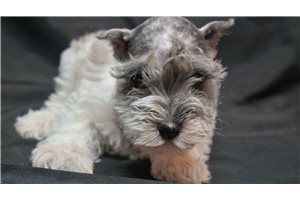 Mason - Schnauzer, Miniature for sale