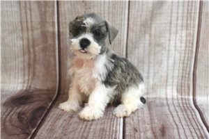 Charlie - Schnauzer, Miniature for sale