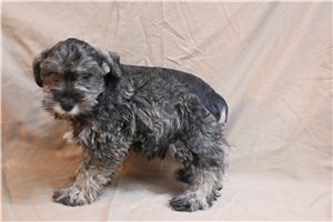 Lester - Schnauzer, Miniature for sale