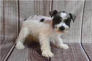 Cadence - Schnauzer, Miniature for sale