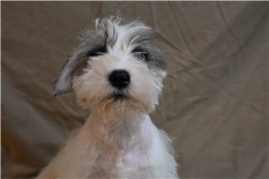 Maxwell - Schnauzer, Miniature for sale