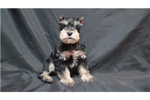 Finley - Schnauzer, Miniature for sale
