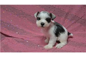 Niles - Schnauzer, Miniature for sale