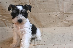 Murray - Schnauzer, Miniature for sale