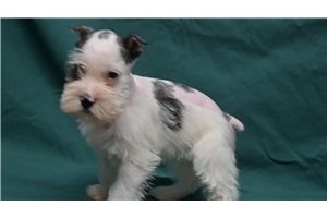 Silas - Schnauzer, Miniature for sale