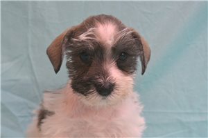 Colby - Schnauzer, Miniature for sale