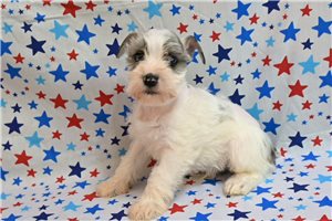Maxwell - Schnauzer, Miniature for sale