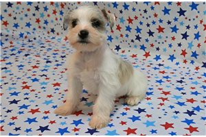 Minnie - Schnauzer, Miniature for sale