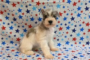 Morgan - Schnauzer, Miniature for sale