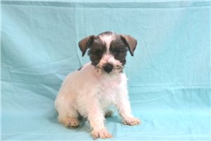 Cadence - Schnauzer, Miniature for sale