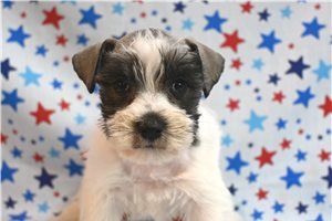 Cadence - Schnauzer, Miniature for sale