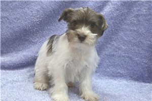 Chuckles - Miniature Schnauzer for sale