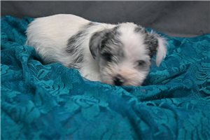 Neely - puppy for sale