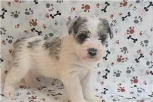 Maxwell - puppy for sale