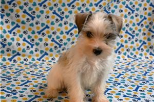 Minnie - Miniature Schnauzer for sale