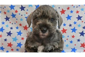 Lester - Schnauzer, Miniature for sale
