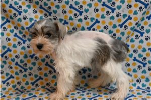 Morgan - Miniature Schnauzer for sale