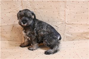 Lester - Schnauzer, Miniature for sale
