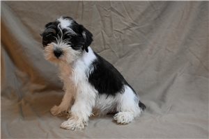 Murray - Schnauzer, Miniature for sale