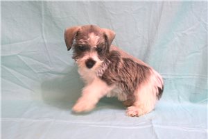 Charlie - Schnauzer, Miniature for sale