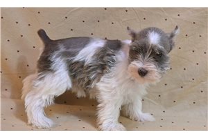 Victoria - puppy for sale