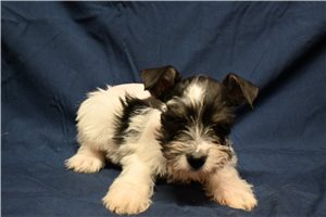 Normand - Schnauzer, Miniature for sale